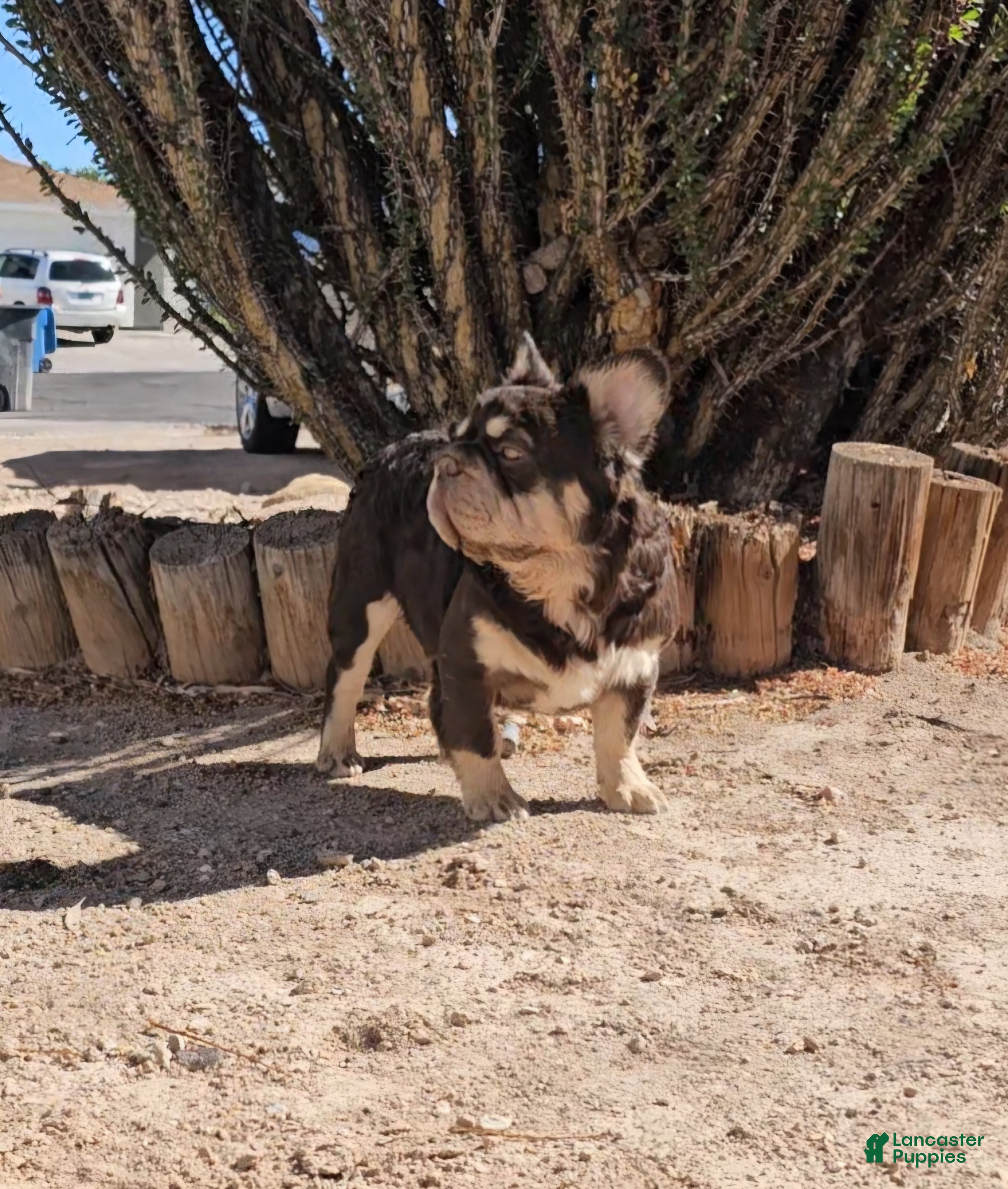 French Bulldog dogs Kona - Ad 2