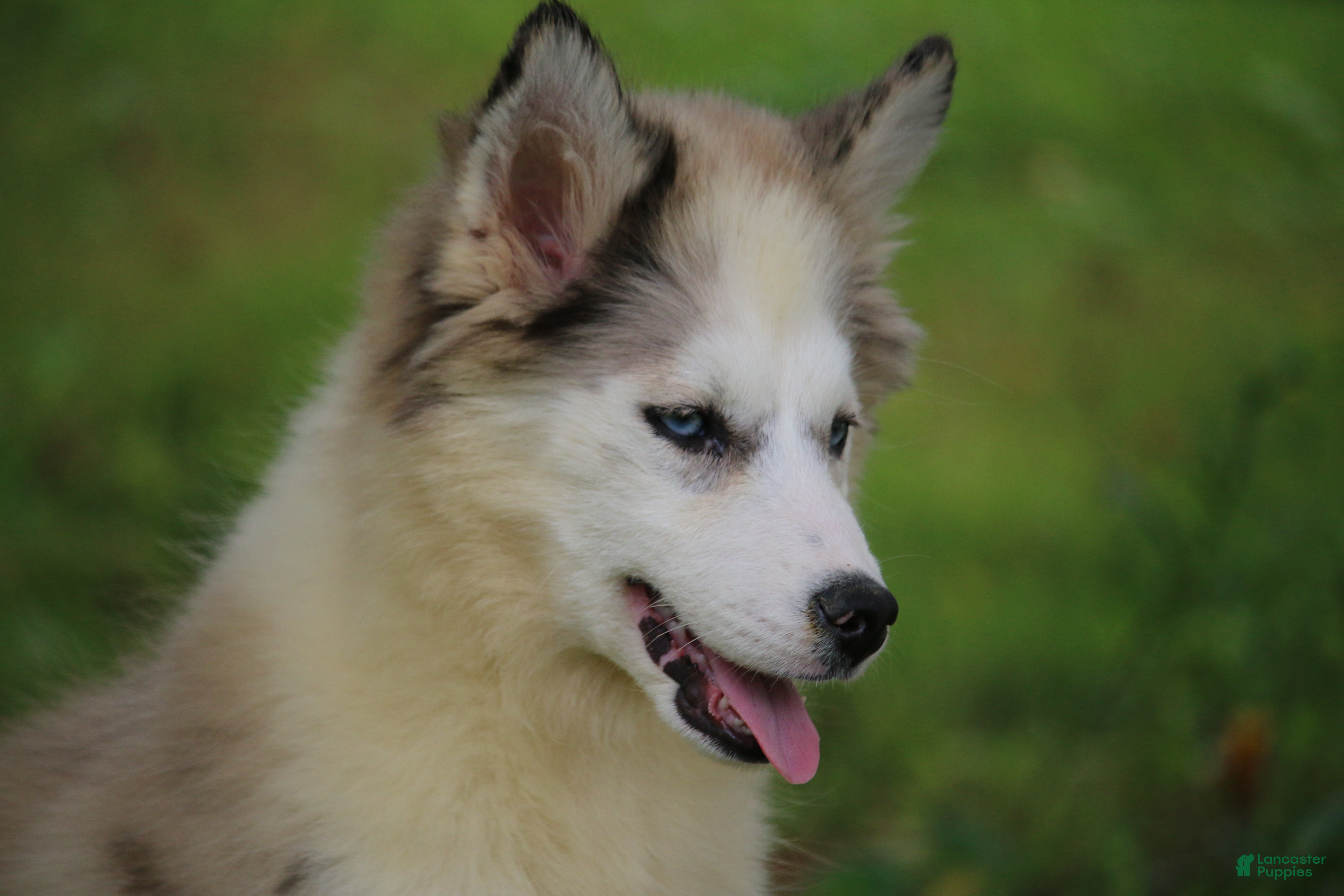 Pomsky dogs Marshmellow - Ad 2