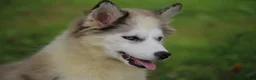 Pomsky dogs for sale: Marshmellow - Ad 6
