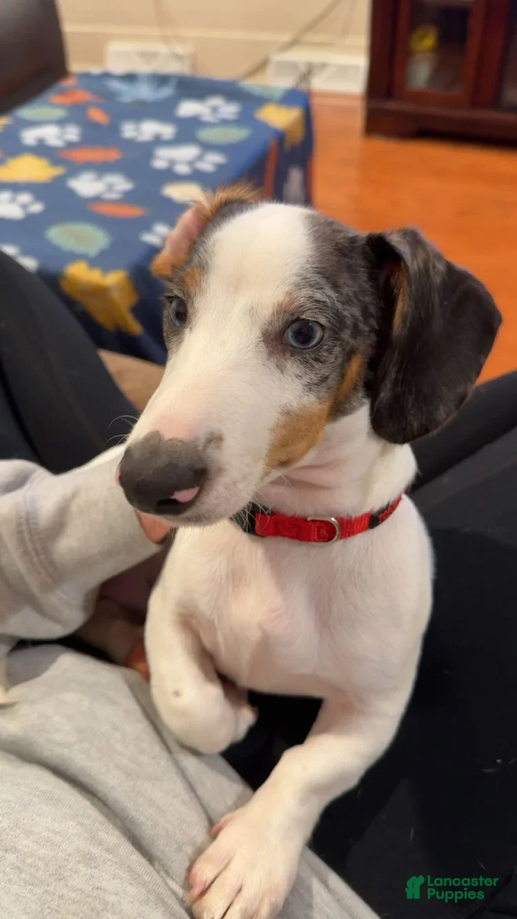 Dachshund dogs Ozzy - Ad 35