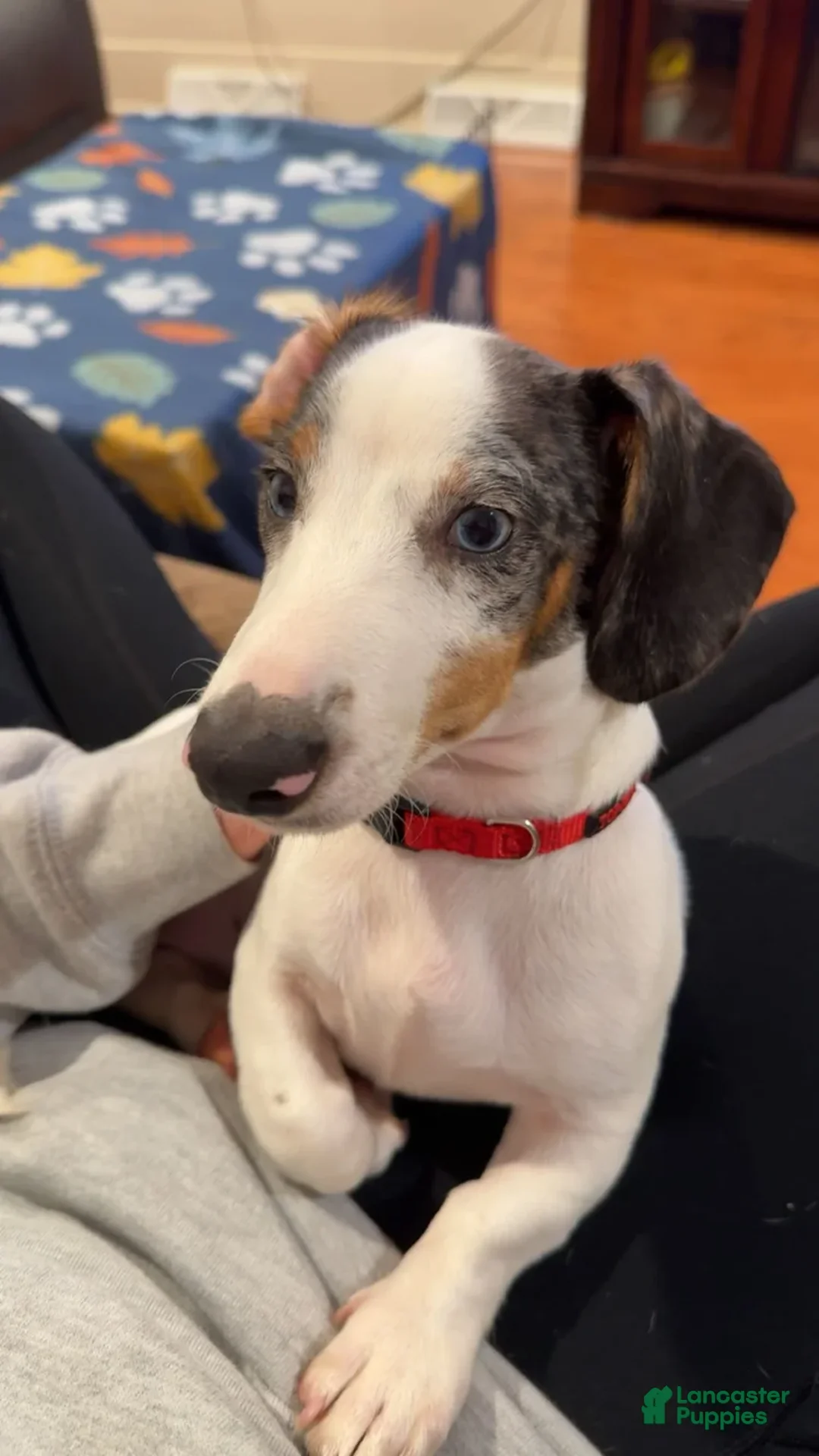 Dachshund dogs for sale: Ozzy - Ad 1