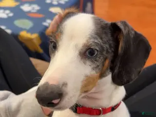 Dachshund dogs Ozzy - Ad 36