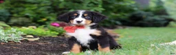 Bernese Mountain Dog dogs for sale: Bruno - Ad 8