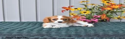 Cavalier King Charles Spaniel dogs for sale: Milo - Ad 1
