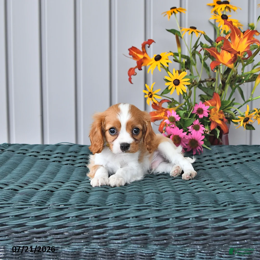 Cavalier King Charles Spaniel dogs for sale: Milo - Ad 1