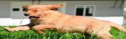 Golden Retriever dogs for sale: Turbo - Ad 6