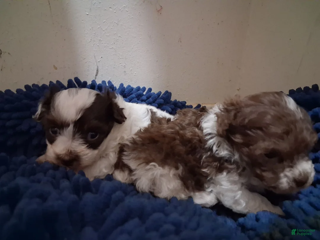 Yorkiepoo dogs for sale: Tammy - Ad 6
