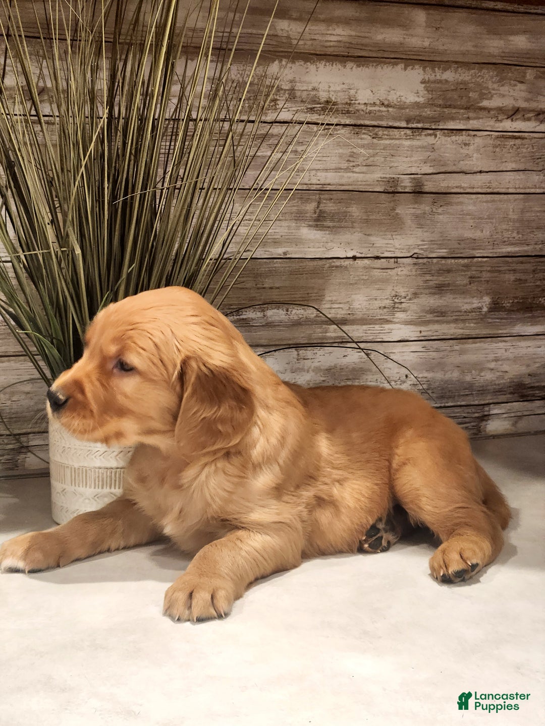 Golden Retriever dogs for sale: Ray - Ad 4