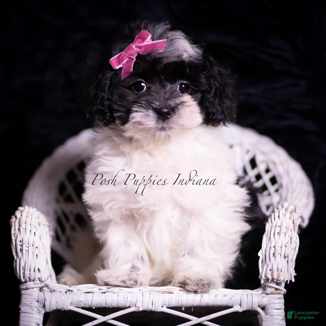 Maltipoo dogs for sale: Lena F1 - Ad 6