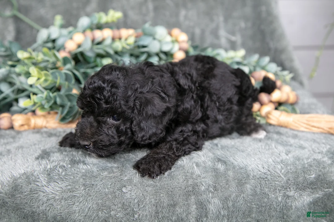 Miniature Poodle dogs for sale: Margo - Ad 3