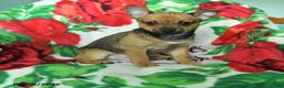 Chihuahua dogs for sale: Adam - Ad 1