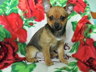 Chihuahua dogs Adam - Ad 7