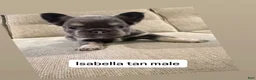 French Bulldog dogs for sale: French Bulldog 2 - Ad 1