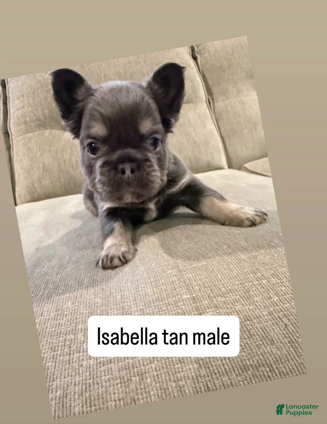 French Bulldog dogs for sale: French Bulldog 2 - Ad 1