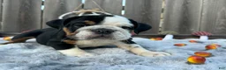 English Bulldog dogs for sale: Gordo - Ad 6