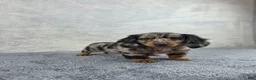 Miniature Dachshund dogs for sale: Pixie - Ad 4