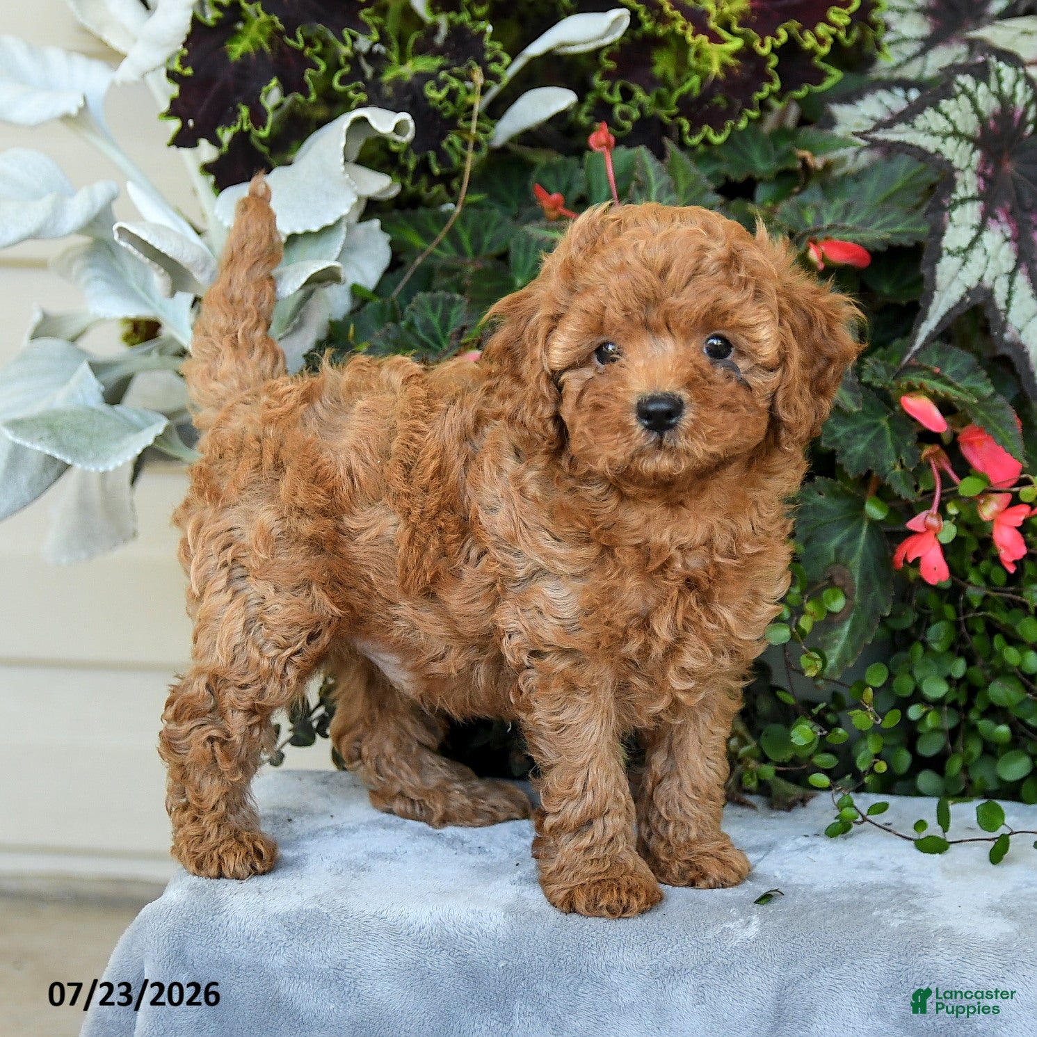 Cavapoo dogs for sale: Zayn - Ad 3