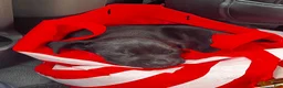 American Staffordshire Terrier dogs for sale: Mittens - Ad 2