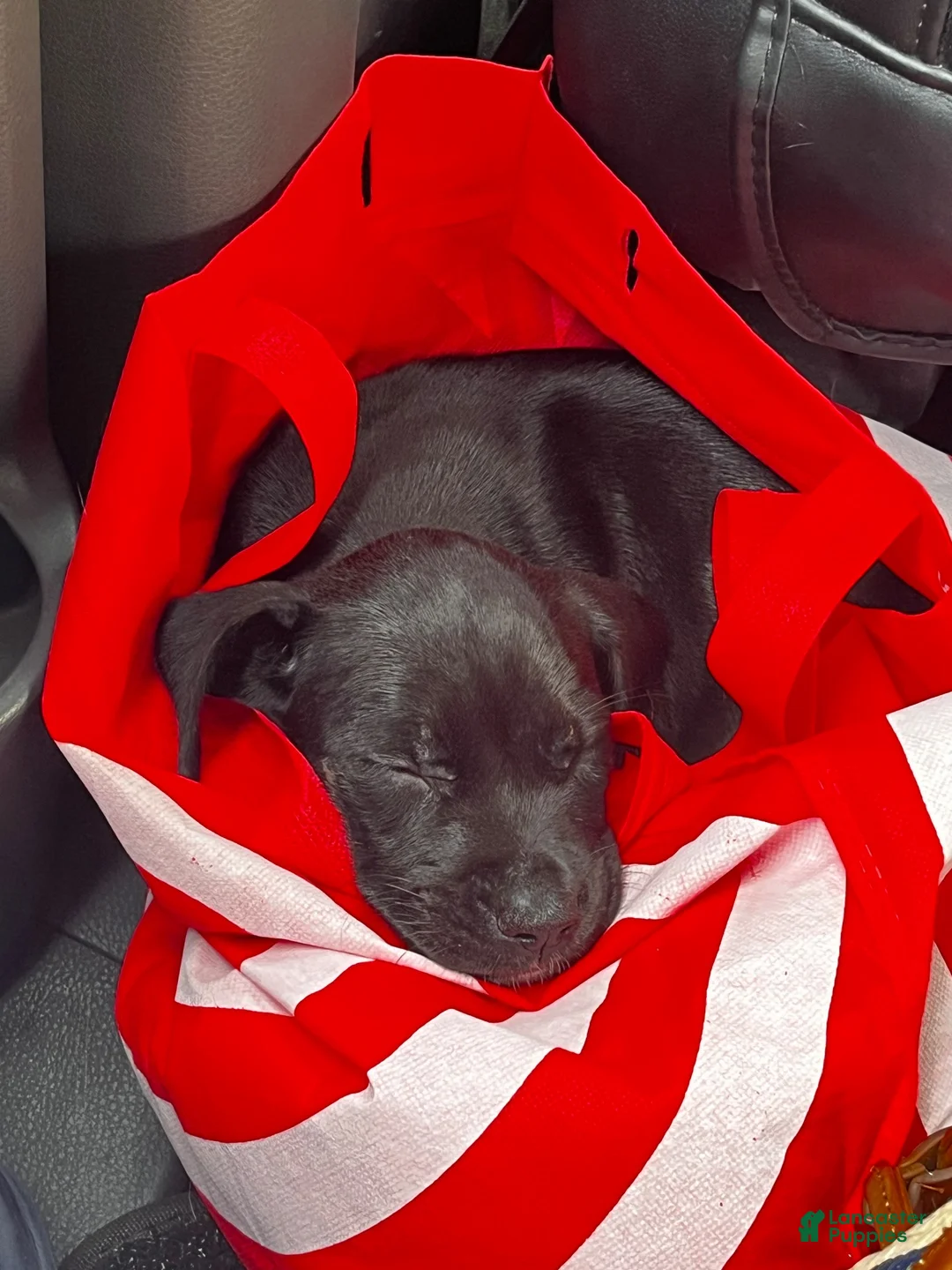 American Staffordshire Terrier dogs for sale: Mittens - Ad 2