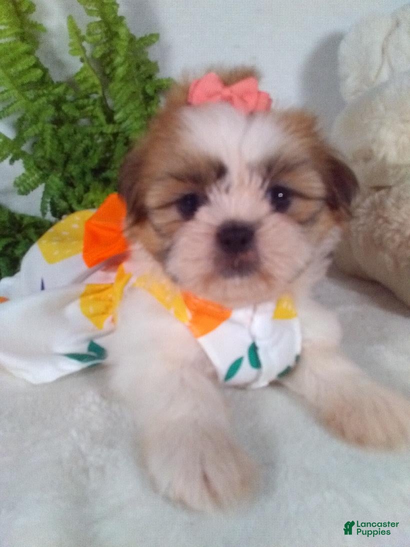 Shih Tzu dogs Pumpkin  - Ad 1