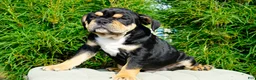 English Bulldog dogs for sale: Beckham Male - Ad 4