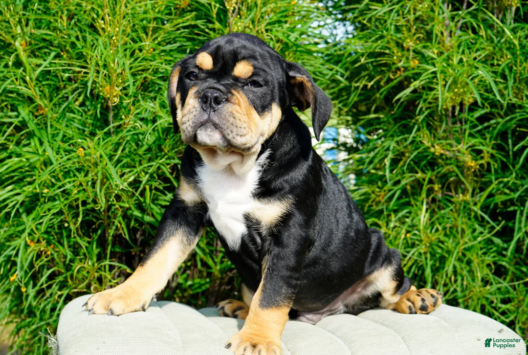English Bulldog dogs for sale: Beckham Male - Ad 4