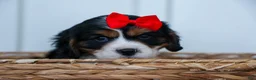 Cavalier King Charles Spaniel dogs for sale: Winston 🐶 - Ad 3