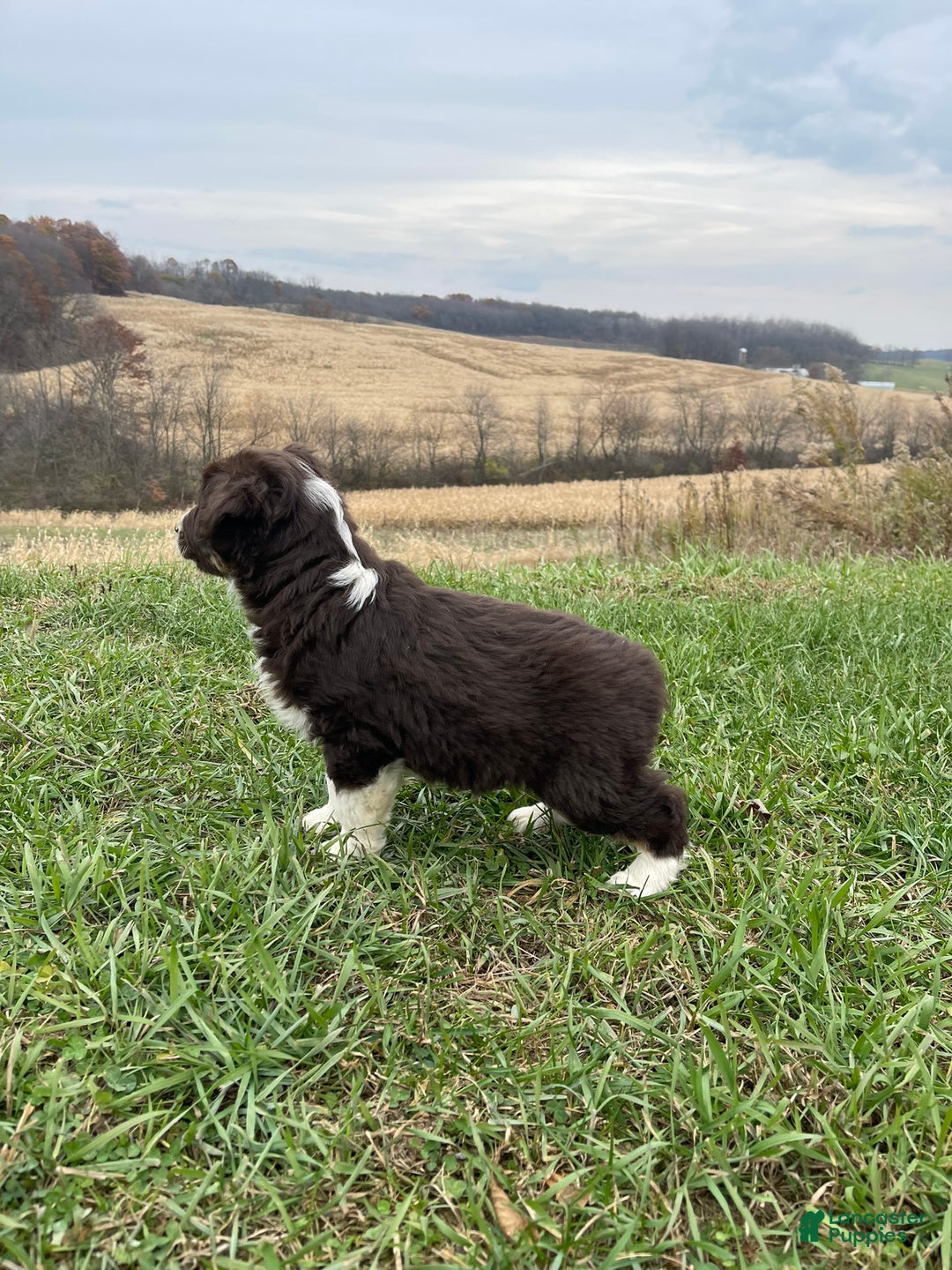 Australian Shepherd dogs for sale: Buddy - Ad 6