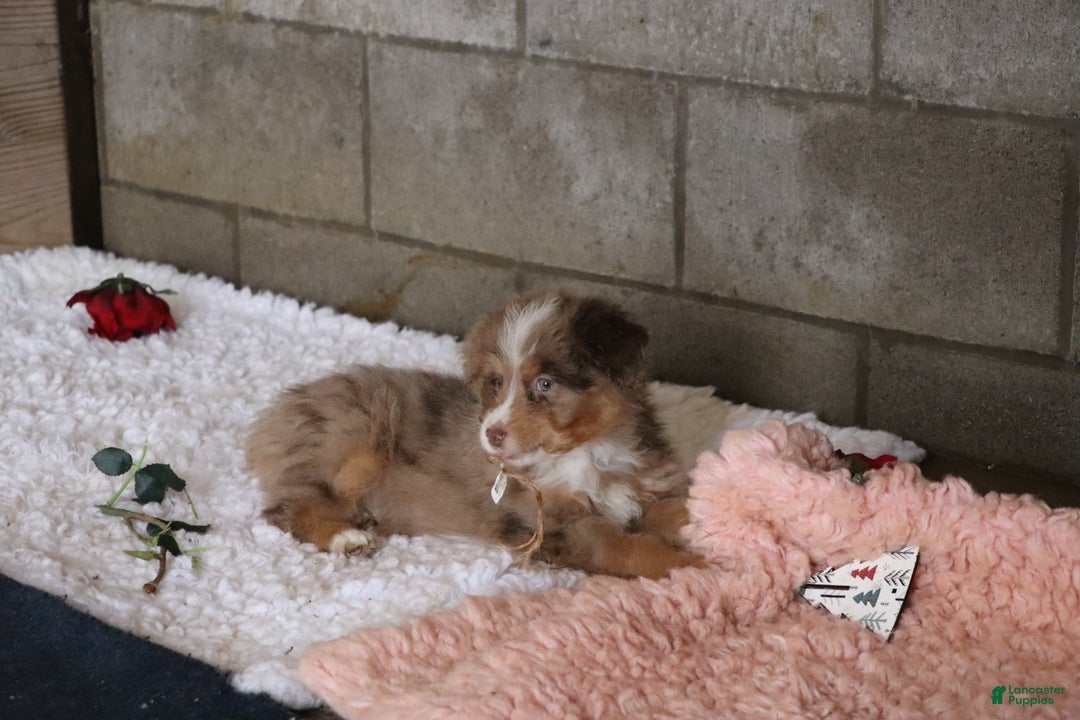 Mixed Breed dogs for sale:  chase - Ad 6