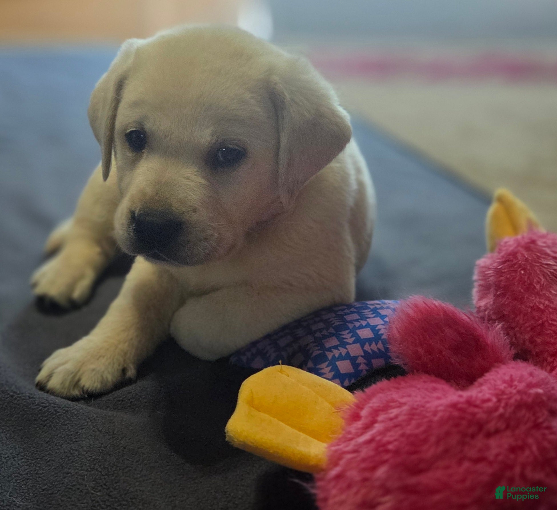 Labrador Retriever dogs Purple Collar - Ad 2