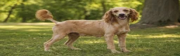 Mini Goldendoodle dogs for sale: Rachel (F1B) - Ad 6