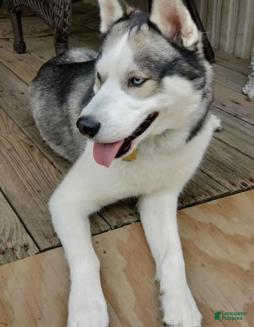 Siberian Husky dogs for sale: Midnight - Ad 4