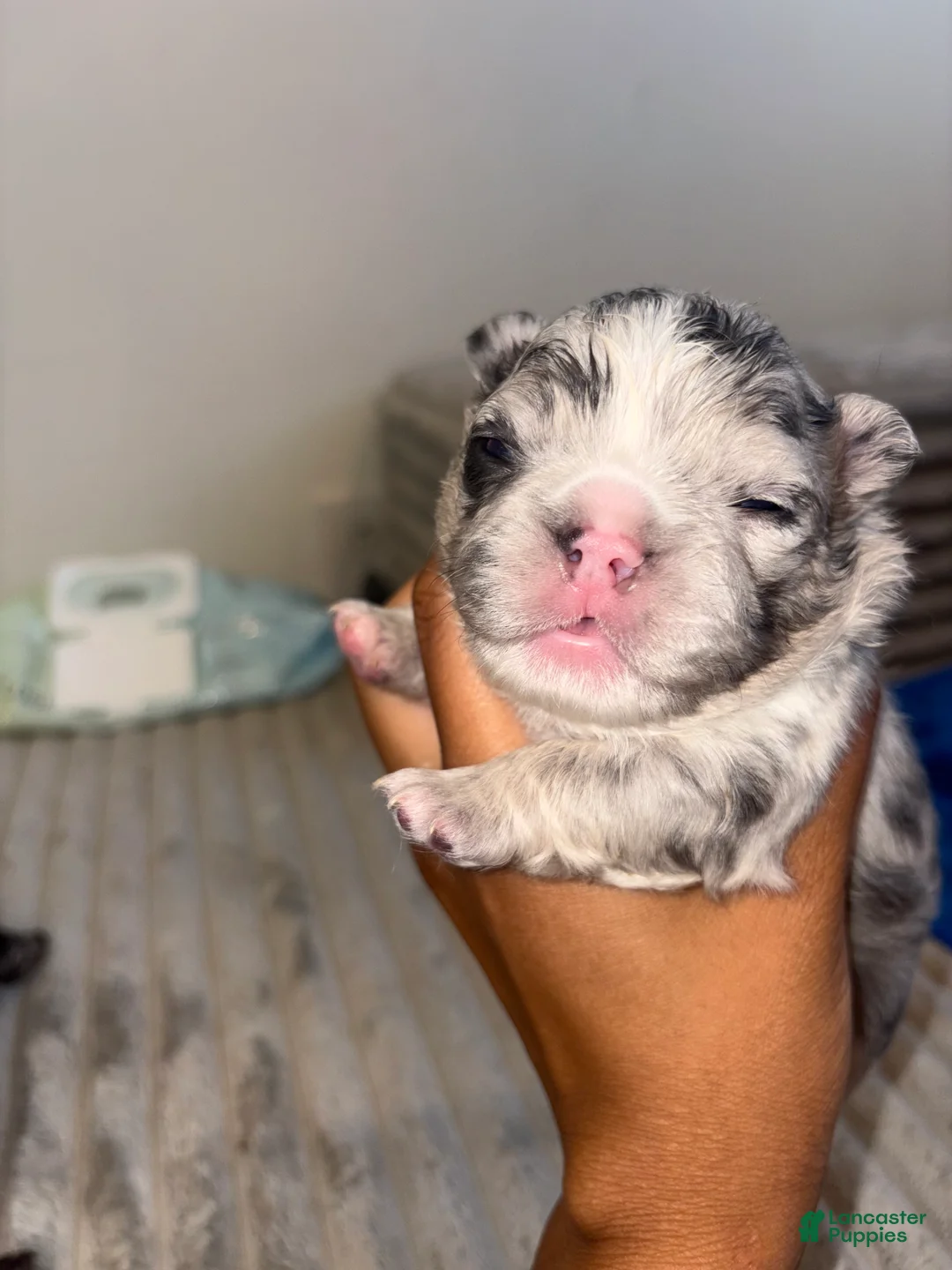 French Bulldog dogs for sale: Yin - Ad 2