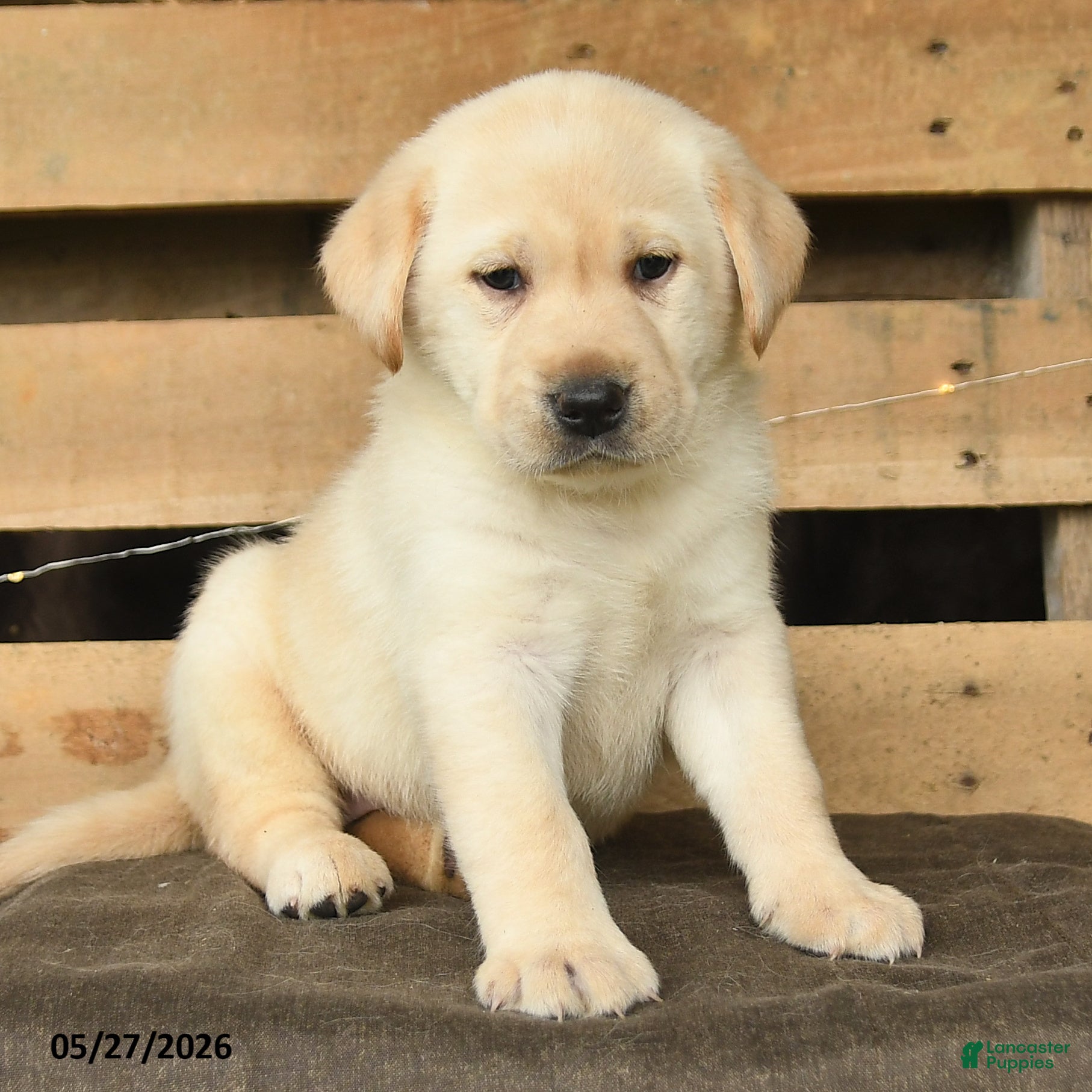 Labrador Retriever dogs Faye - Ad 2