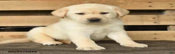 Labrador Retriever dogs for sale: Faye - Ad 2