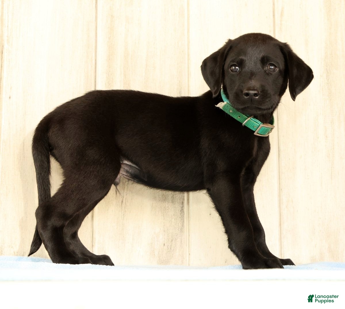Labrador Retriever dogs Bruce - Ad 2