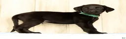 Labrador Retriever dogs for sale: Bruce - Ad 2
