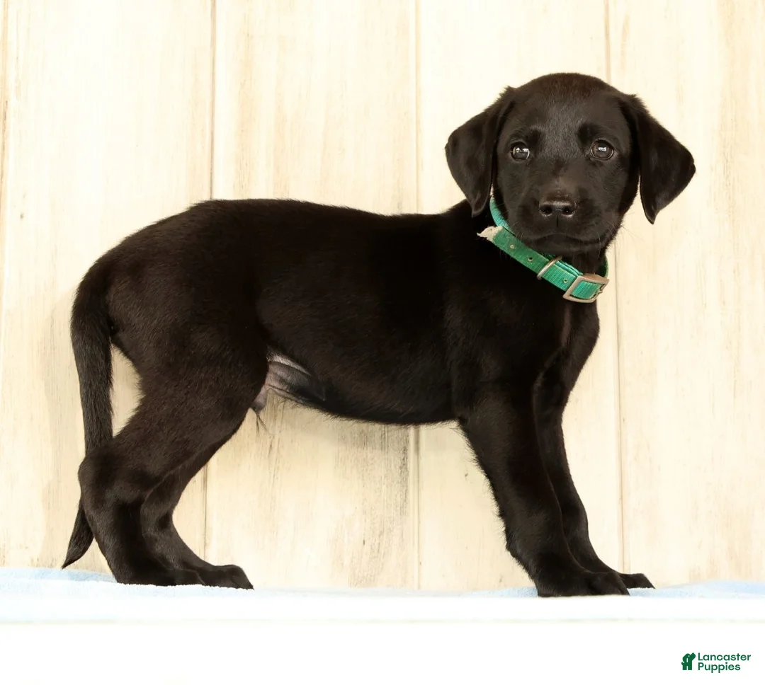 Labrador Retriever dogs for sale: Bruce - Ad 2