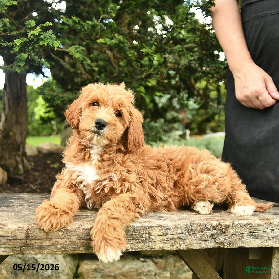 Goldendoodle dogs Monty - Ad 2