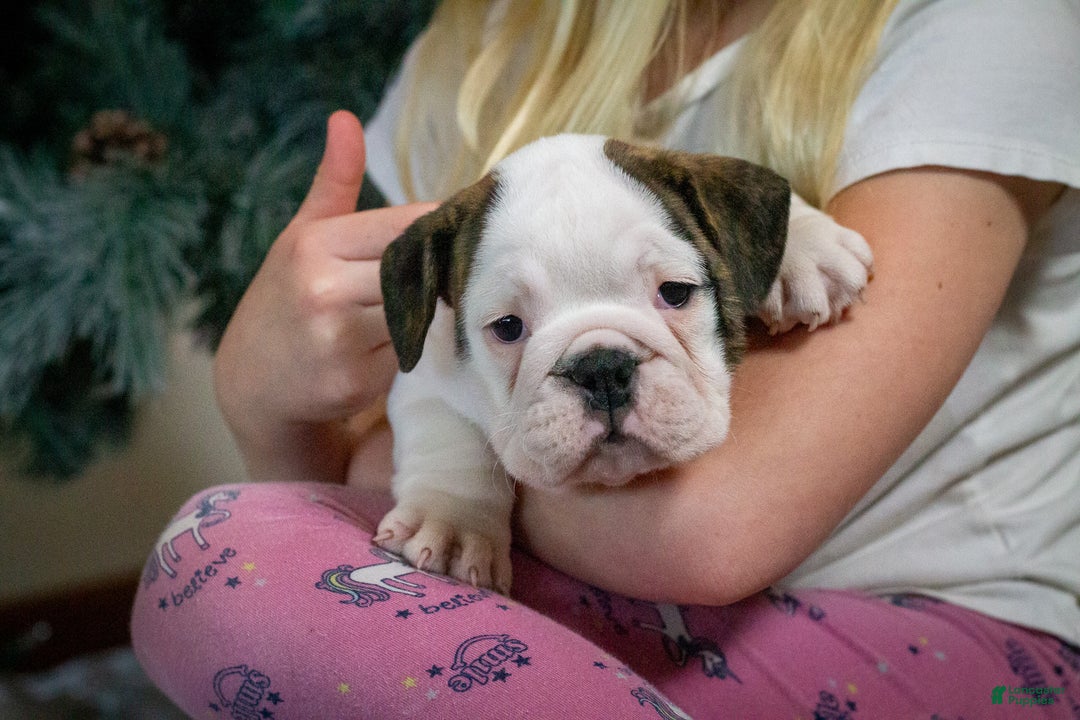 English Bulldog dogs for sale: Lucy - Ad 4
