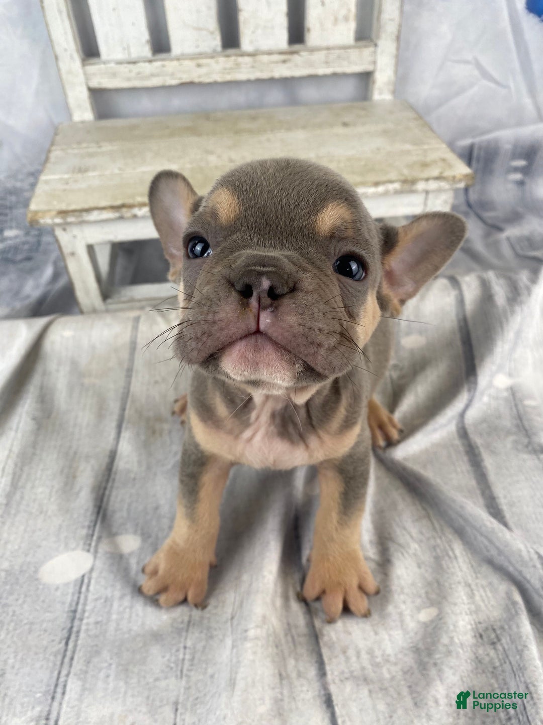 French Bulldog dogs for sale: Leo - Ad 12