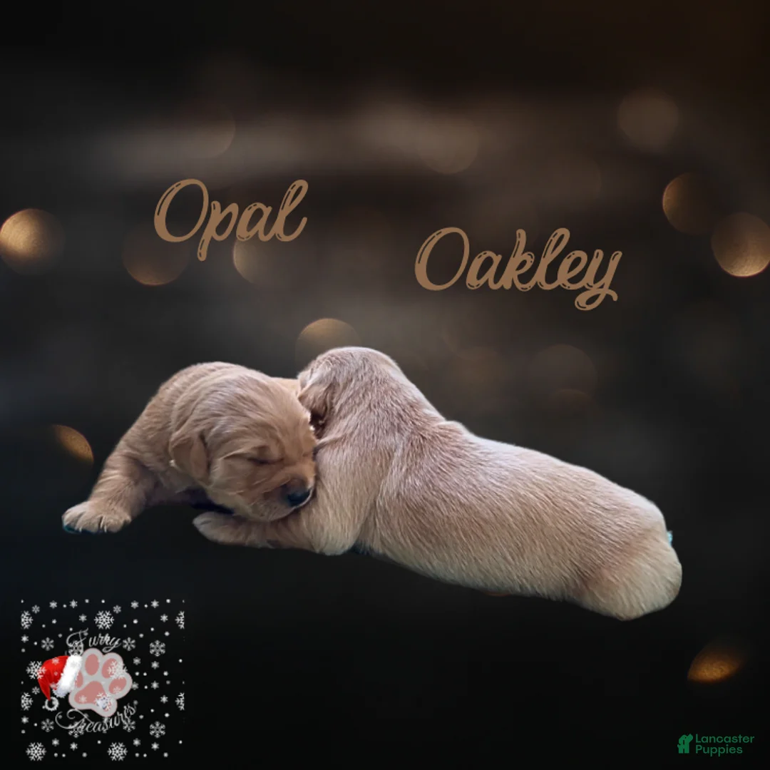 Golden Retriever dogs for sale: Oakley, Golden Retriever, Male - Ad 23