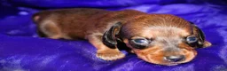 Dachshund dogs for sale: Circe - Ad 7