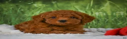 Mini Goldendoodle dogs for sale: Raven - Ad 10
