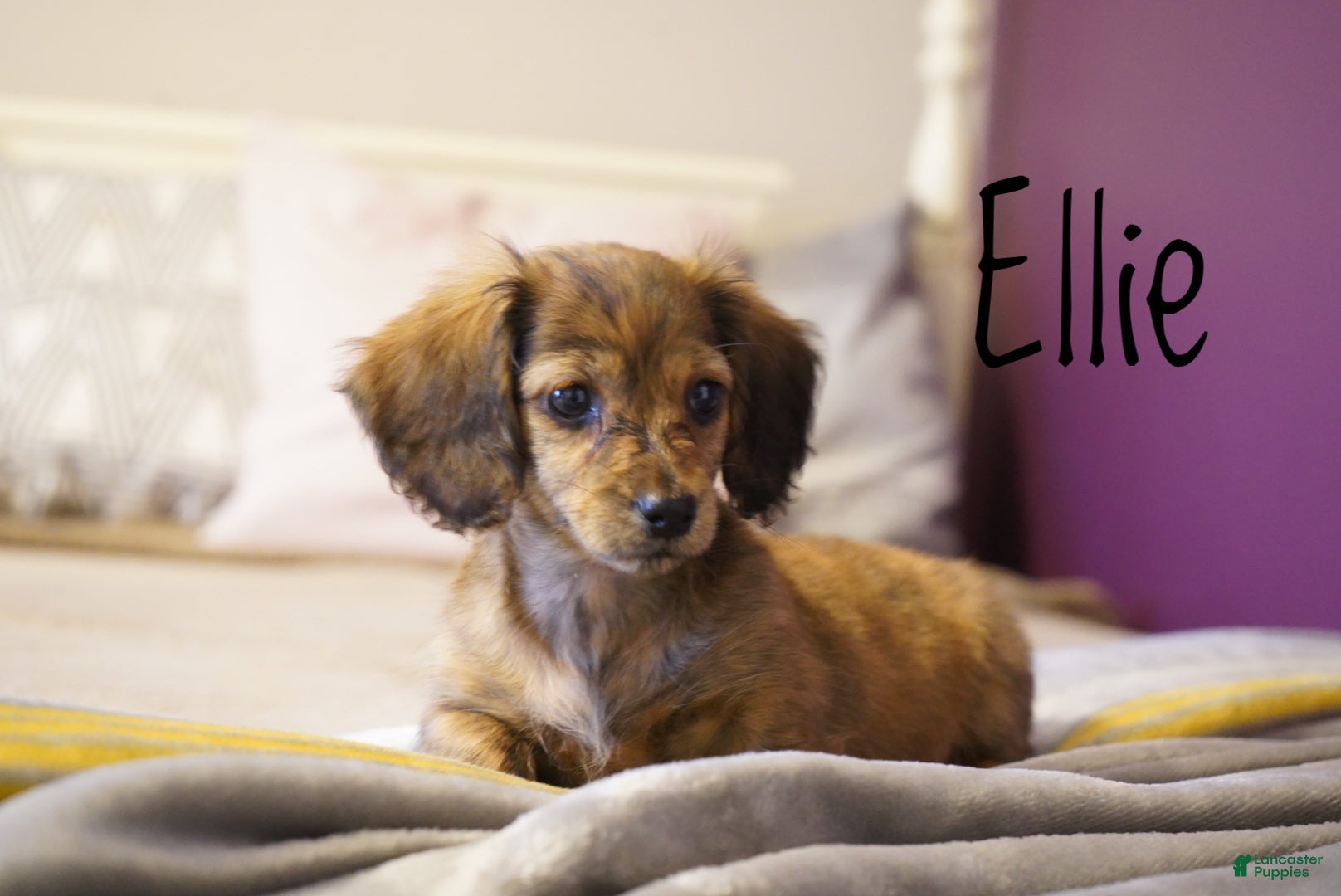 Dachshund dogs Ellie - Ad 2