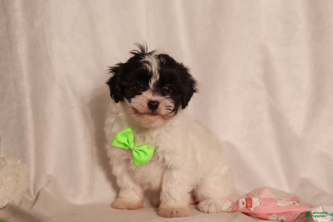 Havapoo dogs for sale: Chip - Ad 1