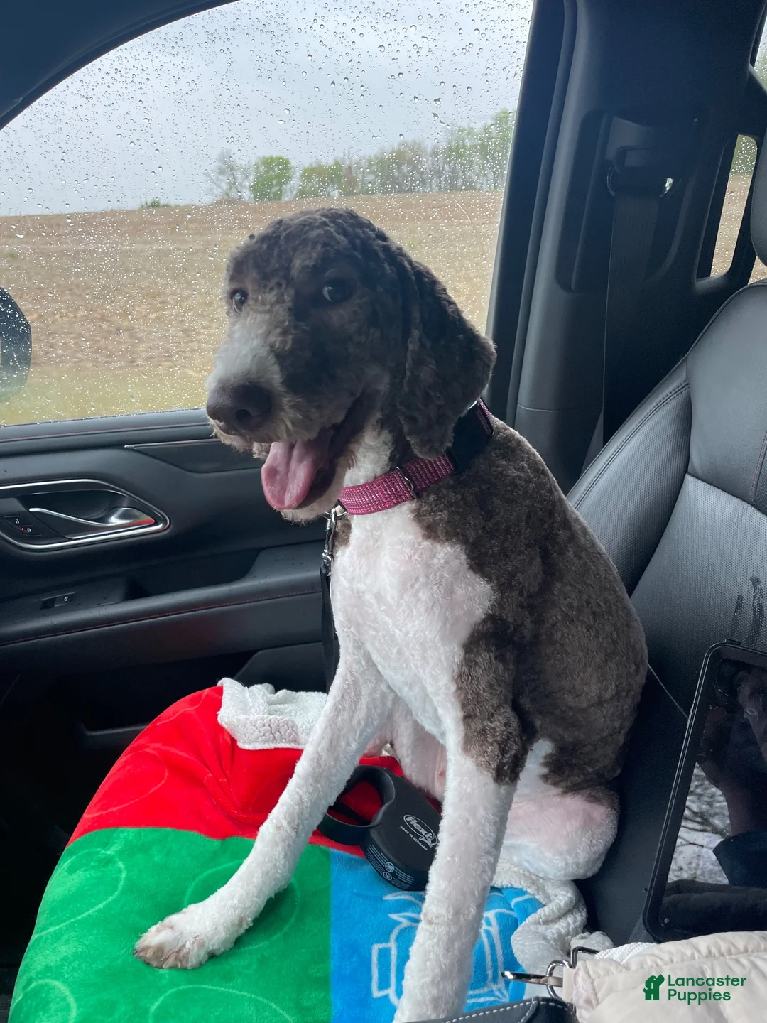 Bernedoodle dogs for sale: Chip - Ad 2