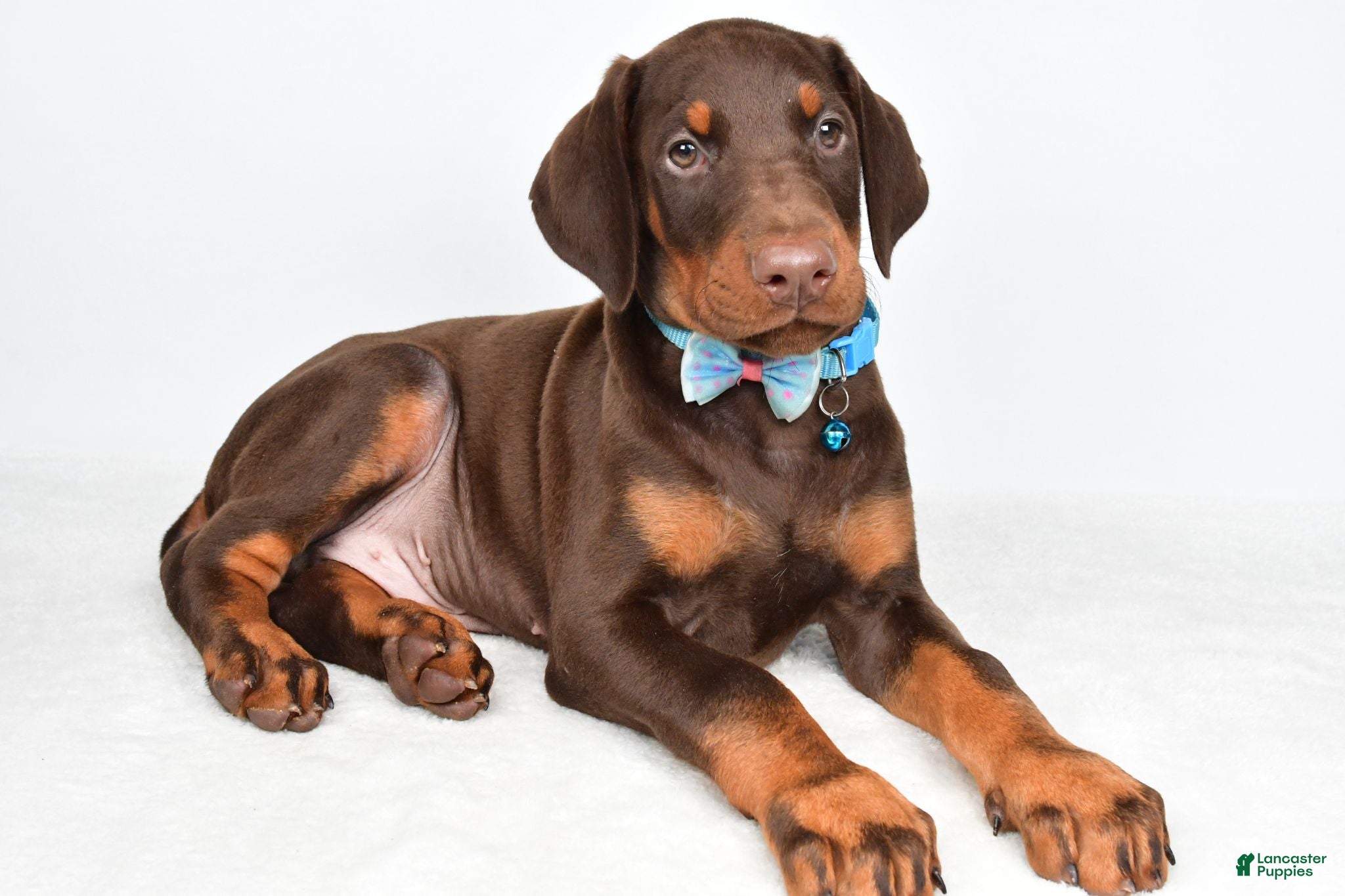Doberman Pinscher dogs Hal - Ad 2
