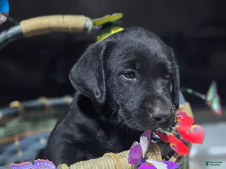 Labrador Retriever dogs Neon green collar - Ad 9