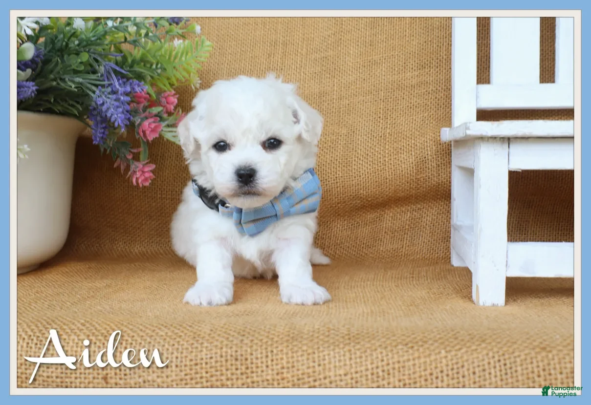 Bichon Frise dogs Aiden - Ad 1